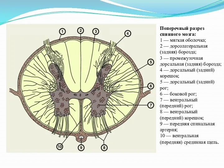 Поперечный разрез спинного мозга: 1 — мягкая оболочка; 2 — дорсолатеральная (задняя) борозда;