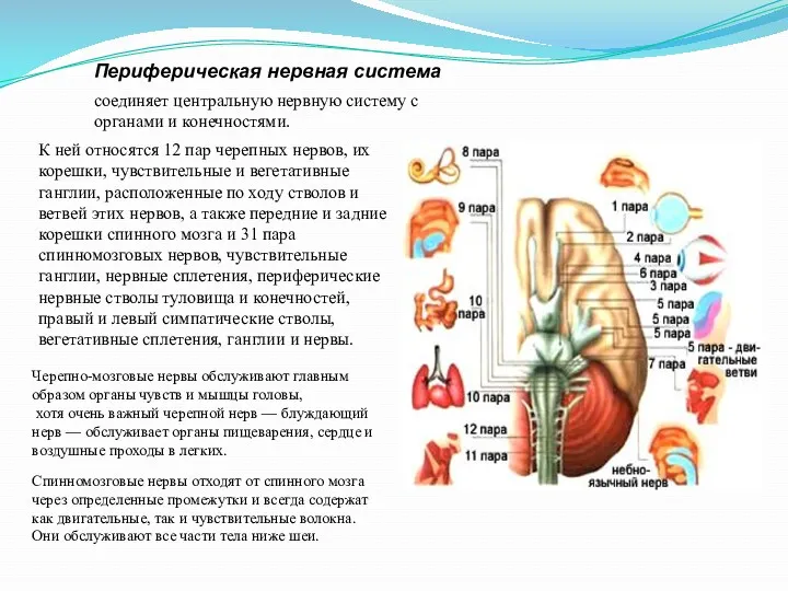 Периферическая нервная система соединяет центральную нервную систему с органами и конечностями. Черепно-мозговые нервы