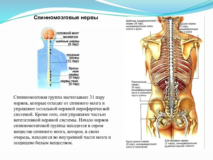 Спинномозговые нервы Спинномозговая группа насчитывает 31 пару нервов, которые отходят от спинного мозга