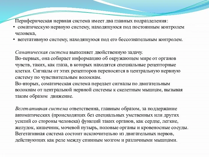 Периферическая нервная система имеет два главных подразделения: соматическую нервную систему,