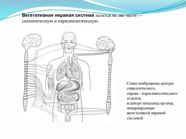 Вегетативная нервная система делится на две части — симпатическую и парасимпатическую. Слева изображены