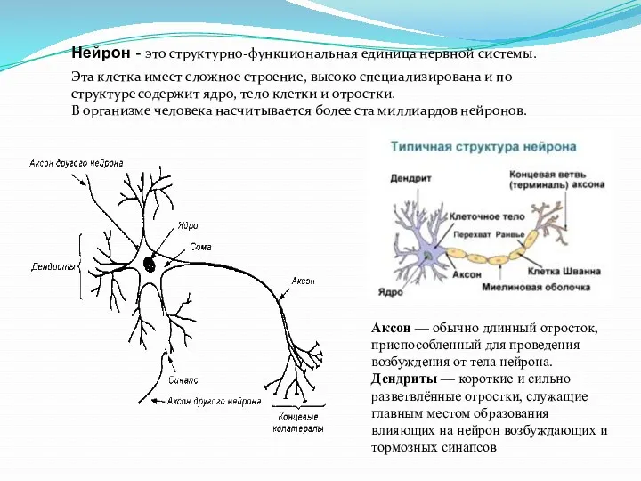 Нейрон - это структурно-функциональная единица нервной системы. Эта клетка имеет сложное строение, высоко