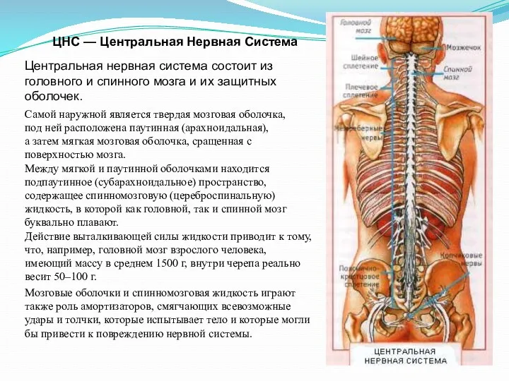 ЦНС — Центральная Нервная Система Центральная нервная система состоит из головного и спинного