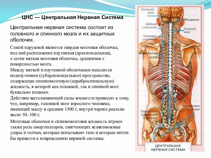 ЦНС — Центральная Нервная Система Центральная нервная система состоит из