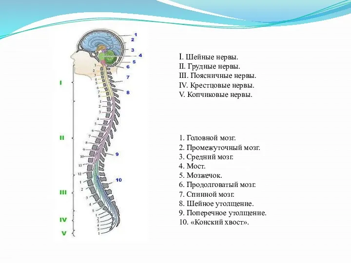I. Шейные нервы. II. Грудные нервы. III. Поясничные нервы. IV. Крестцовые нервы. V.