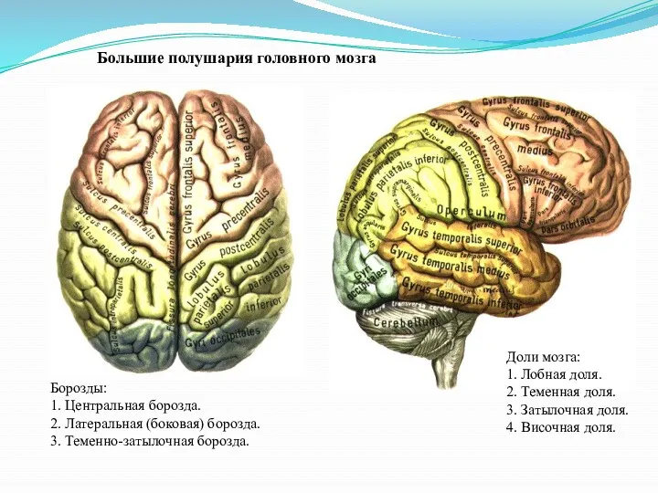 Большие полушария головного мозга Доли мозга: 1. Лобная доля. 2.