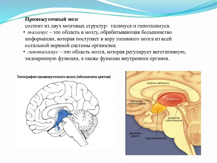 Промежуточный мозг состоит из двух мозговых структур: таламуса и гипоталамуса. таламус – это