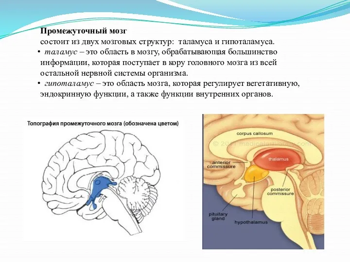 Промежуточный мозг состоит из двух мозговых структур: таламуса и гипоталамуса.