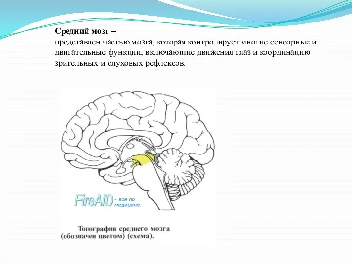 Средний мозг – представлен частью мозга, которая контролирует многие сенсорные