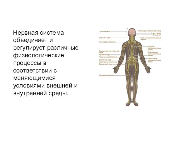 Нервная система объединяет и регулирует различные физиологические процессы в соответствии с меняющимися условиями