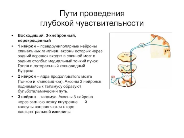 Пути проведения глубокой чувствительности Восходящий, 3-хнейронный, перекрещенный 1 нейрон – псевдоуниполярные нейроны спинальных