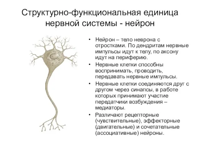 Структурно-функциональная единица нервной системы - нейрон Нейрон – тело неврона с отростками. По