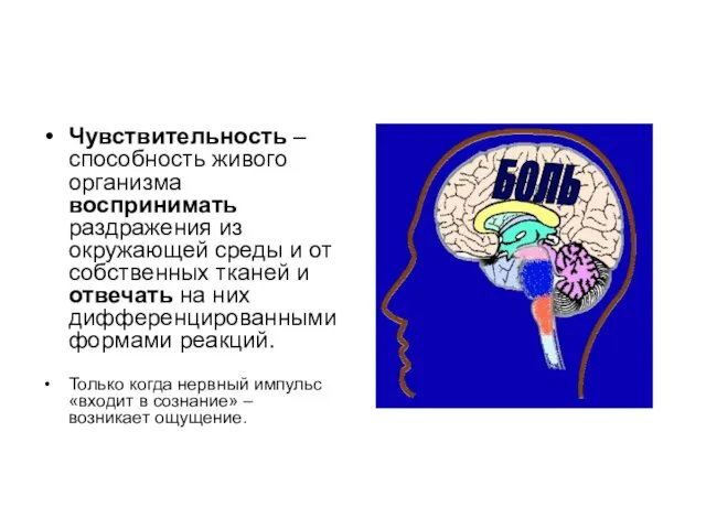 Чувствительность – способность живого организма воспринимать раздражения из окружающей среды