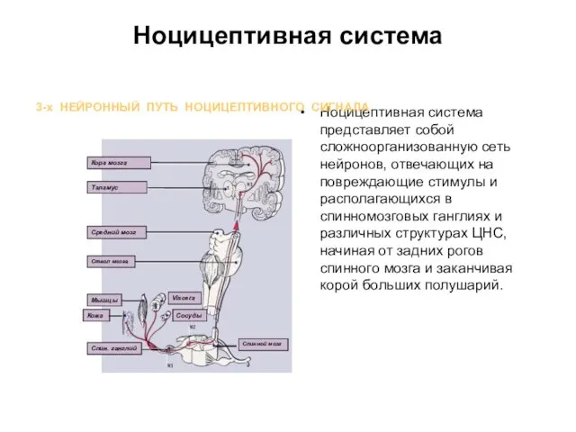 Ноцицептивная система Ноцицептивная система представляет собой сложноорганизованную сеть нейронов, отвечающих