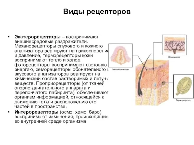 Виды рецепторов Экстерорецепторы – воспринимают внешнесредовые раздражители. Механорецепторы слухового и кожного анализатора реагируют