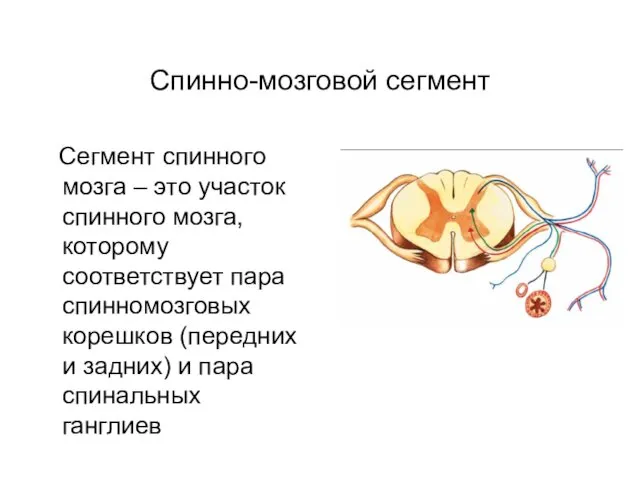 Спинно-мозговой сегмент Сегмент спинного мозга – это участок спинного мозга, которому соответствует пара