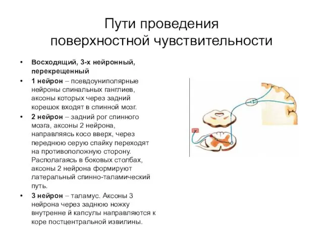 Пути проведения поверхностной чувствительности Восходящий, 3-х нейронный, перекрещенный 1 нейрон