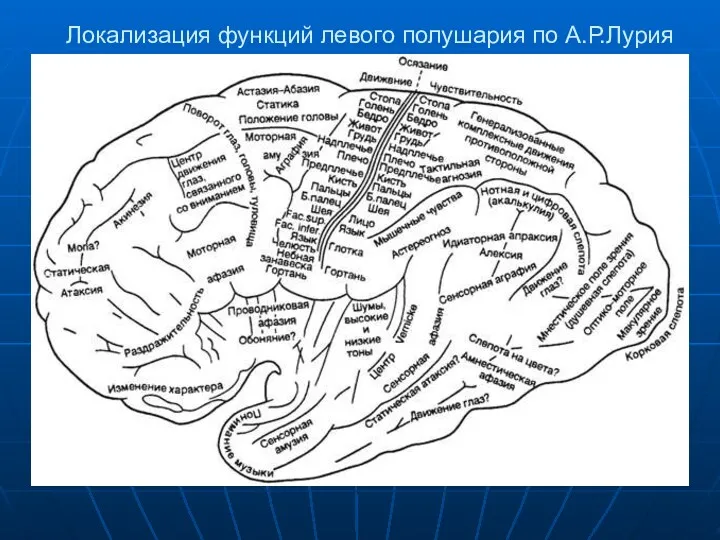 Локализация функций левого полушария по А.Р.Лурия