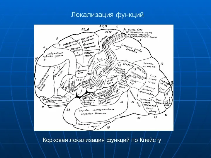 Локализация функций Корковая локализация функций по Клейсту