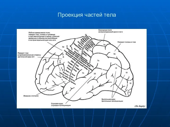 Проекция частей тела