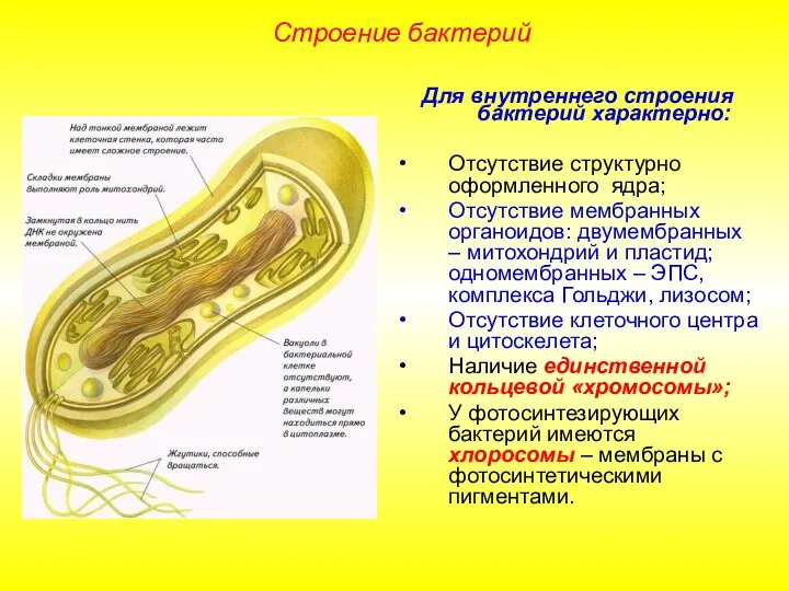 Для внутреннего строения бактерий характерно: Отсутствие структурно оформленного ядра; Отсутствие