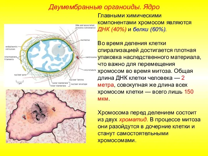 Главными химическими компонентами хромосом являются ДНК (40%) и белки (60%).