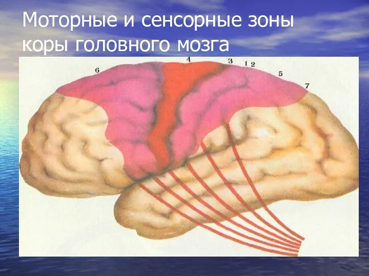 Моторные и сенсорные зоны коры головного мозга