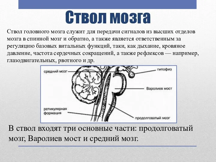 Ствол мозга Ствол головного мозга служит для передачи сигналов из