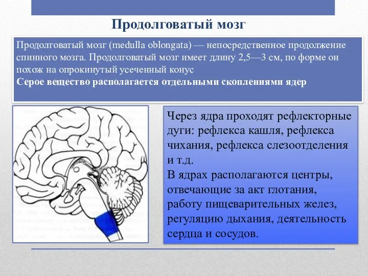 Продолговатый мозг Продолговатый мозг (medulla oblongata) — непосредственное продолжение спинного