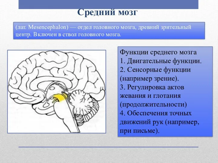 Средний мозг Функции среднего мозга 1. Двигательные функции. 2. Сенсорные