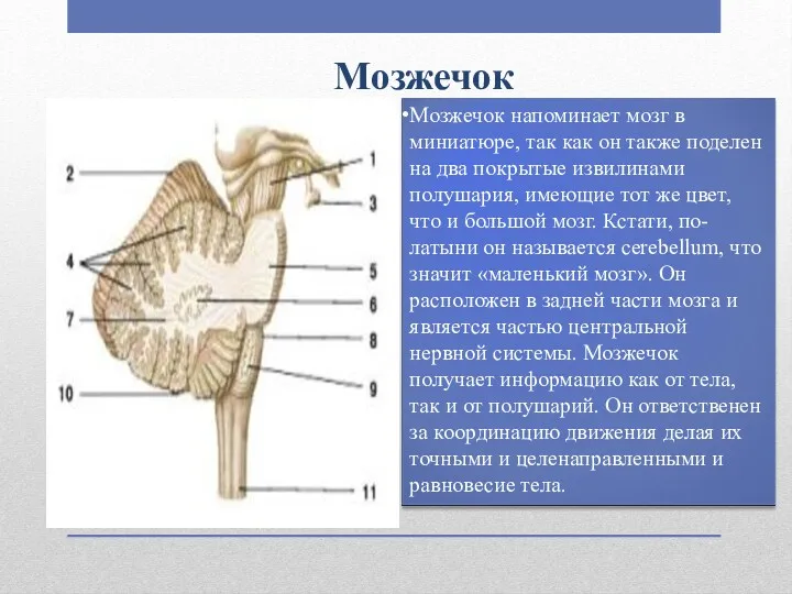 Мозжечок