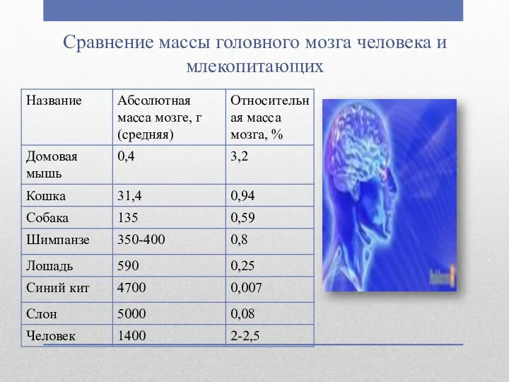 Сравнение массы головного мозга человека и млекопитающих