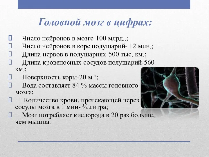 Головной мозг в цифрах: Число нейронов в мозге-100 млрд..; Число