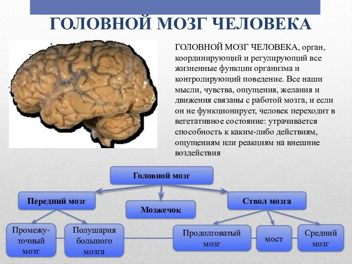 ГОЛОВНОЙ МОЗГ ЧЕЛОВЕКА ГОЛОВНОЙ МОЗГ ЧЕЛОВЕКА, орган, координирующий и регулирующий