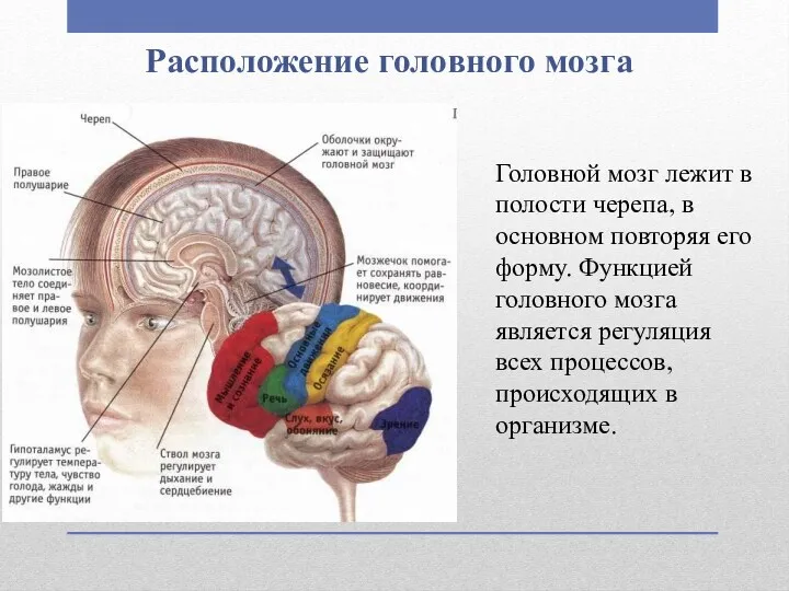 Расположение головного мозга Головной мозг лежит в полости черепа, в