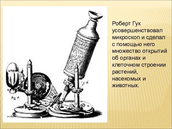 Роберт Гук усовершенствовал микроскоп и сделал с помощью него множество
