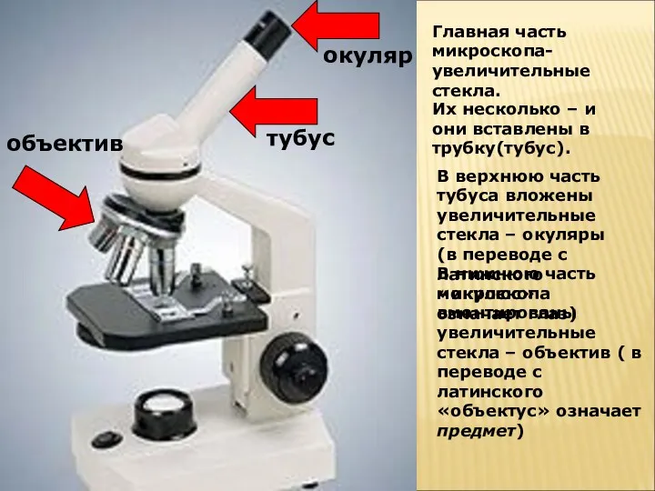 В нижнюю часть микроскопа вмонтированы увеличительные стекла – объектив (