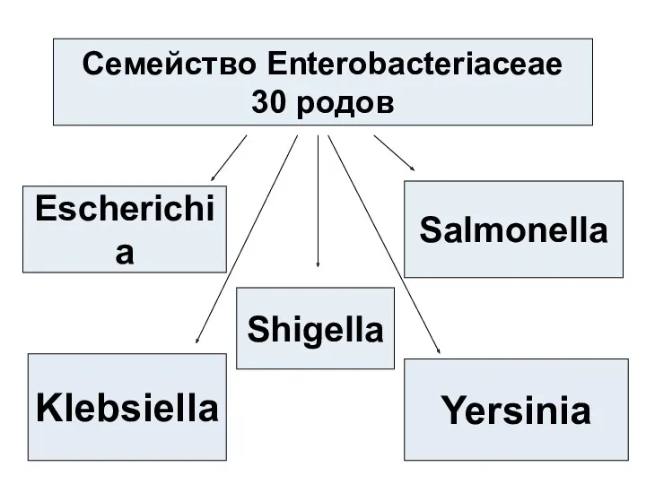 Семейство Enterobacteriaceae 30 родов Escherichia Shigella Klebsiella Yersinia Salmonella