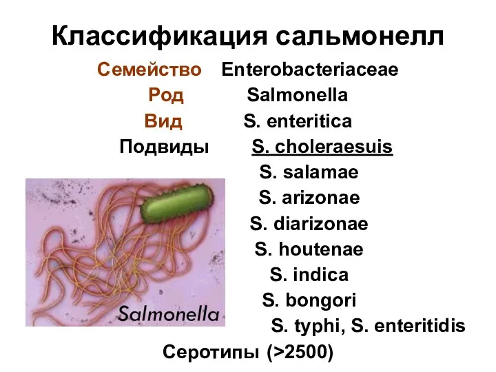 Классификация сальмонелл Семейство Enterobacteriaceae Род Salmonella Вид S. enteritica Подвиды