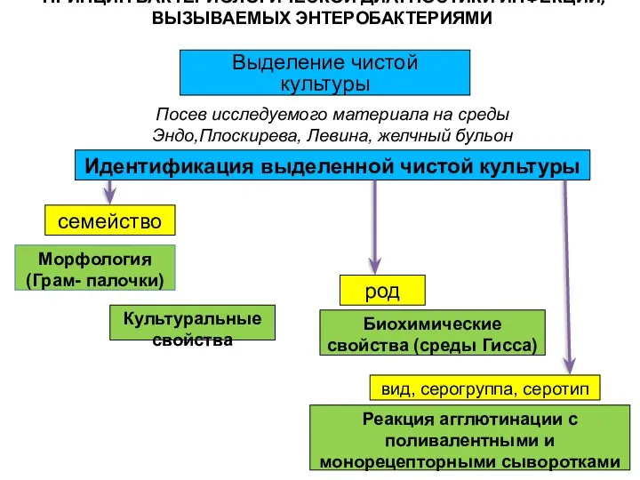 ПРИНЦИП БАКТЕРИОЛОГИЧЕСКОЙ ДИАГНОСТИКИ ИНФЕКЦИЙ, ВЫЗЫВАЕМЫХ ЭНТЕРОБАКТЕРИЯМИ Выделение чистой культуры Посев