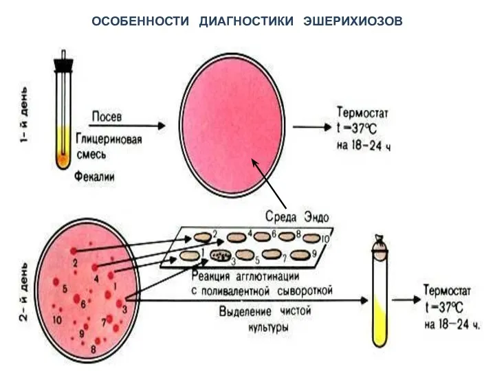 ОСОБЕННОСТИ ДИАГНОСТИКИ ЭШЕРИХИОЗОВ