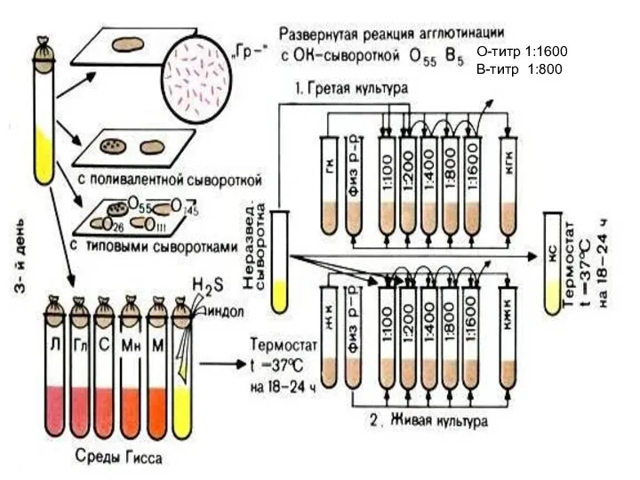 О-титр 1:1600 В-титр 1:800