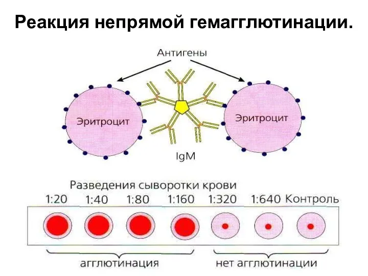 Реакция непрямой гемагглютинации.