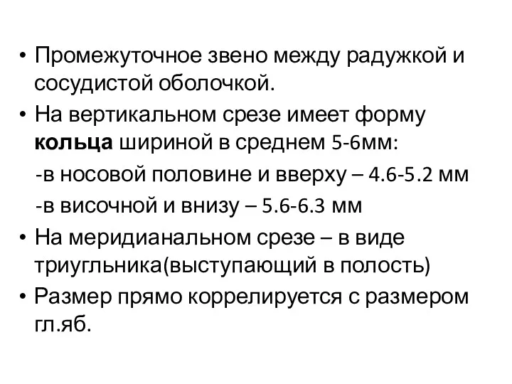 Промежуточное звено между радужкой и сосудистой оболочкой. На вертикальном срезе