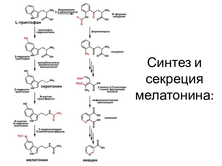 Синтез и секреция мелатонина: