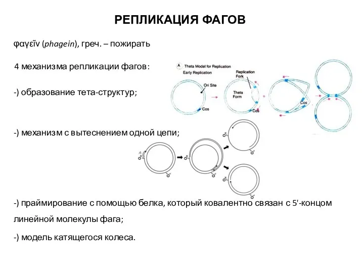 РЕПЛИКАЦИЯ ФАГОВ φαγεῖν (phagein), греч. – пожирать -) образование тета-структур;