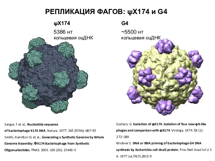 РЕПЛИКАЦИЯ ФАГОВ: ψХ174 и G4 Sanger, F et al., Nucleotide