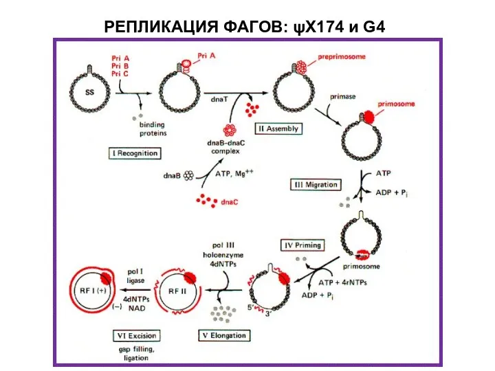 РЕПЛИКАЦИЯ ФАГОВ: ψХ174 и G4