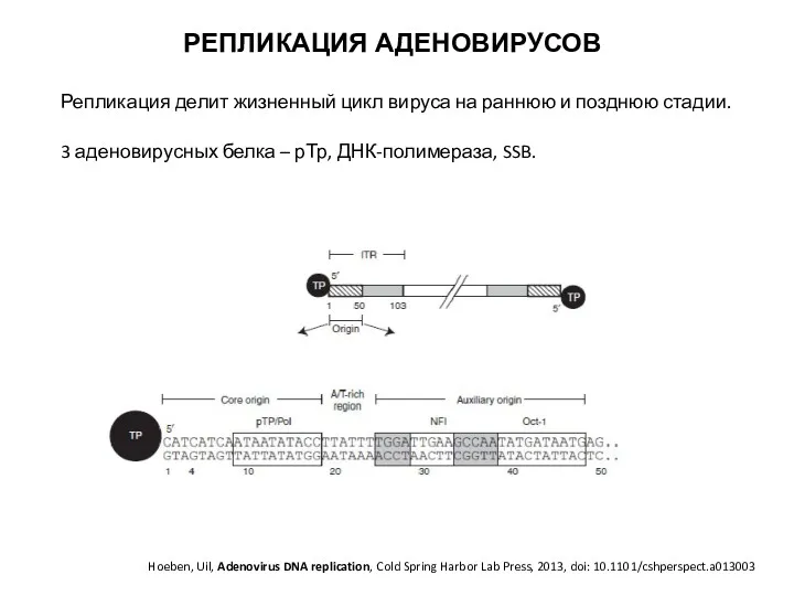 РЕПЛИКАЦИЯ АДЕНОВИРУСОВ Hoeben, Uil, Adenovirus DNA replication, Cold Spring Harbor