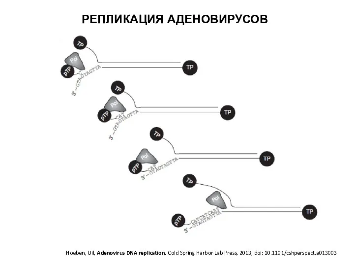 РЕПЛИКАЦИЯ АДЕНОВИРУСОВ Hoeben, Uil, Adenovirus DNA replication, Cold Spring Harbor Lab Press, 2013, doi: 10.1101/cshperspect.a013003